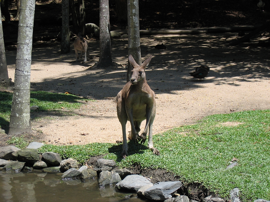 CairnsTC293 Wildlife Habitat.jpg
